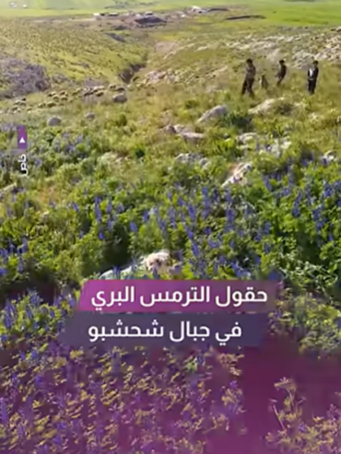 حقول الترمس البري