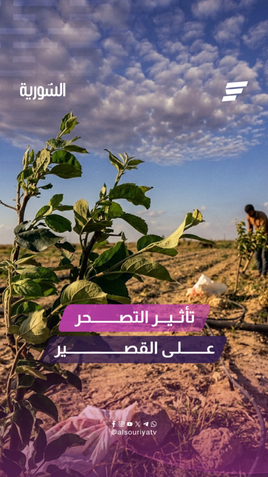 تأثير التصحر على مدينة القصير