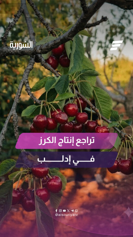 تراجع إنتاج الكرز في إدلب