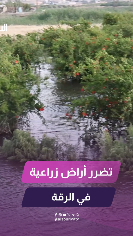 تضرر أراض زراعية في قرية المحوكية بريف الرقة الغربي جراء ارتفاع منسوب نهر الفرات