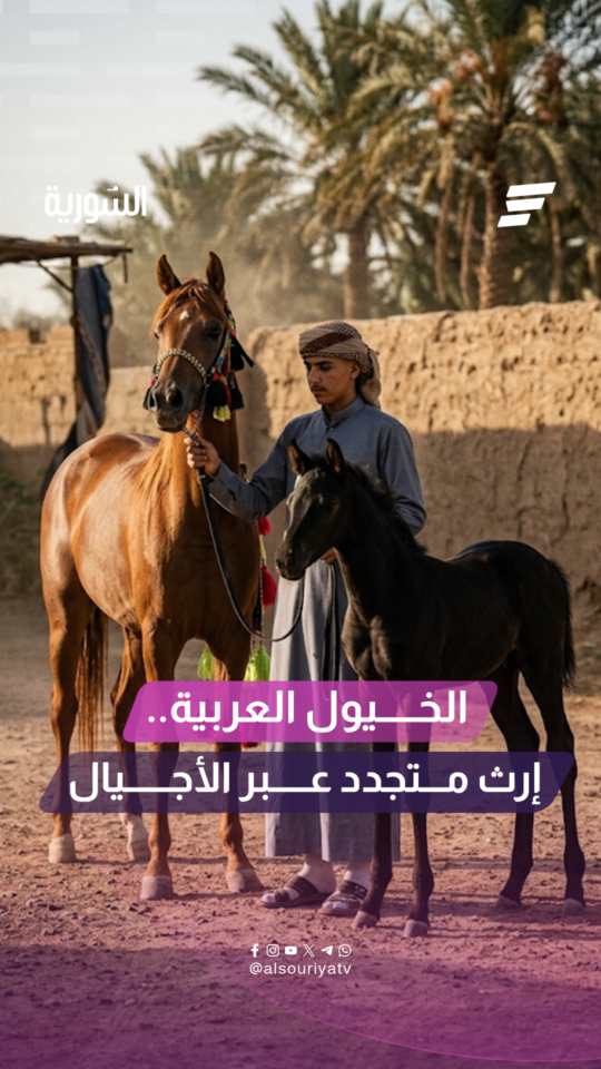 الخيول العربية تحافظ على حضورها كإرث أصيل تتناقله الأجيال في دير الزور وسط دعوات للحفاظ عليها