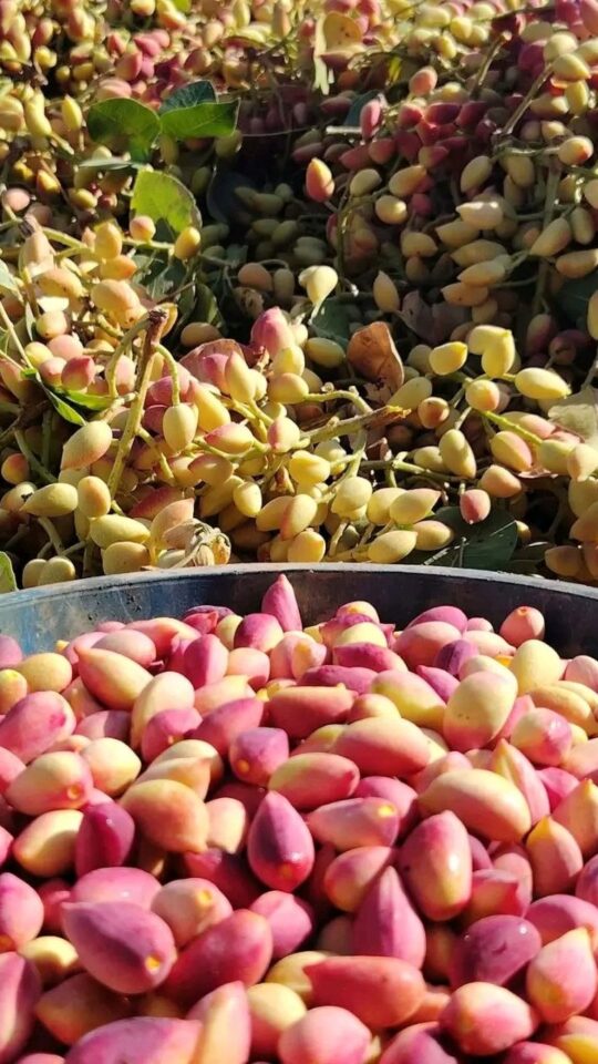 مهرجان الفستق الحلبي في مدينة مورك